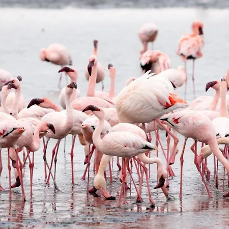 Апартаменты Le Cosy Les Pieds Dans L'eau Ле-Гро-дю-Руа